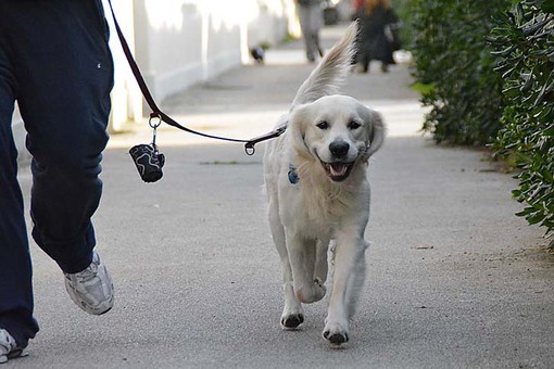 Grugliasco, cacche e pipì dei cani sotto il porticato del Municipio: pronte le microtelecamere per individuare i padroni