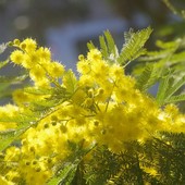 Un ricco programma di eventi organizzato a Grugliasco per la Festa della Donna