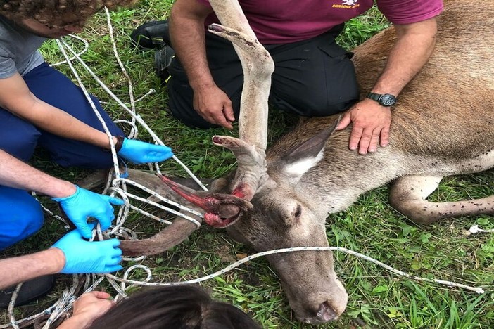 animale ferito e soccorso da mani umane