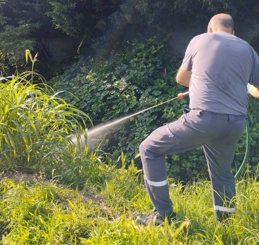 Fino a sabato prosegue a Grugliasco il trattamento larvicida antizanzare