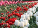 A Grugliasco un'esplosione di fiori e di colori: piantati quasi 500 mila tulipani